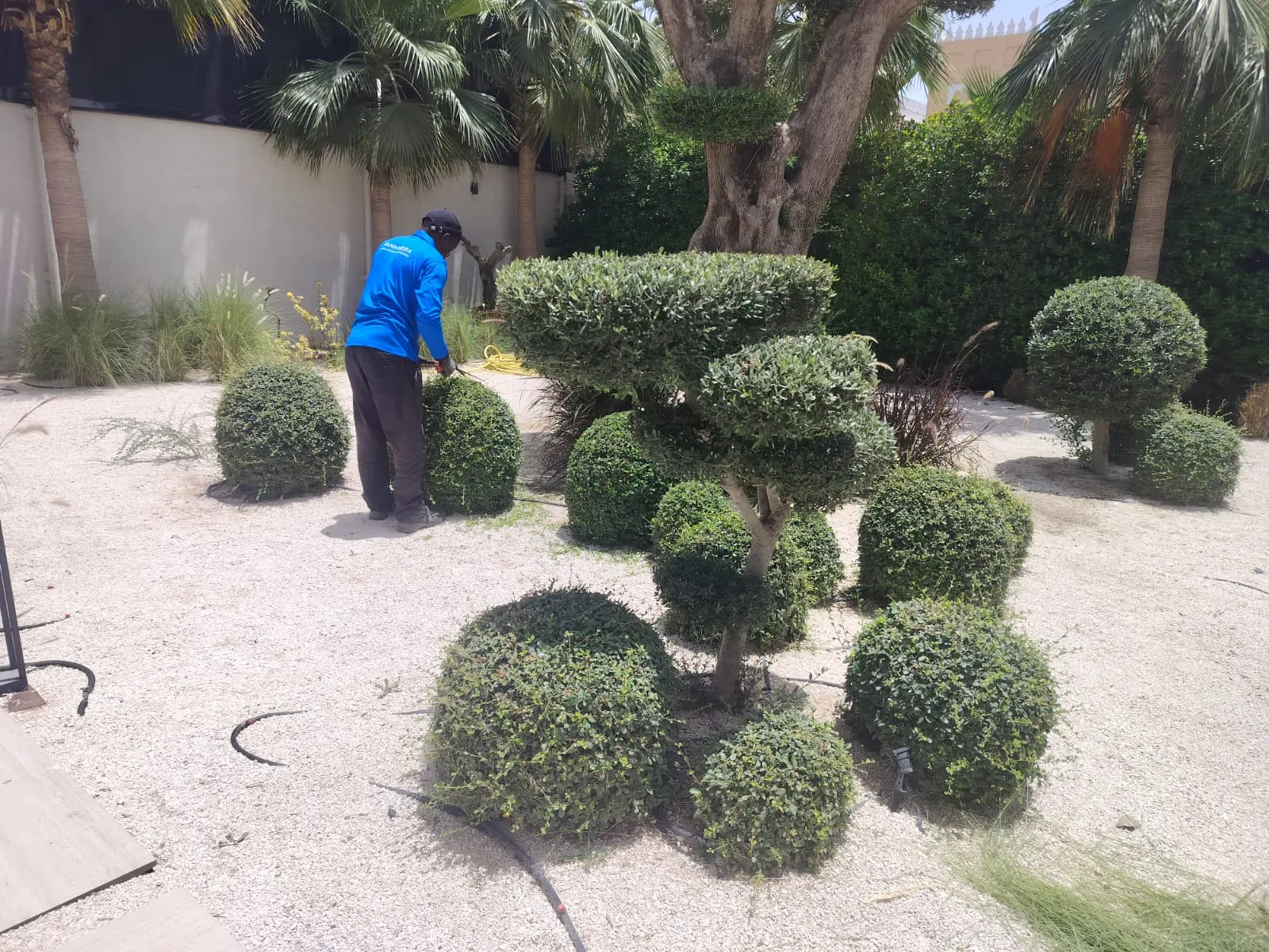 Pruning In Progress